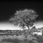 Sabino’s-Tree,-Llano-Valley